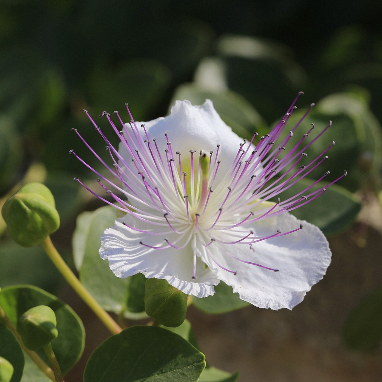 LITORÀNEA HANDWERKLICHE KERZE MIT SOJAWACHS